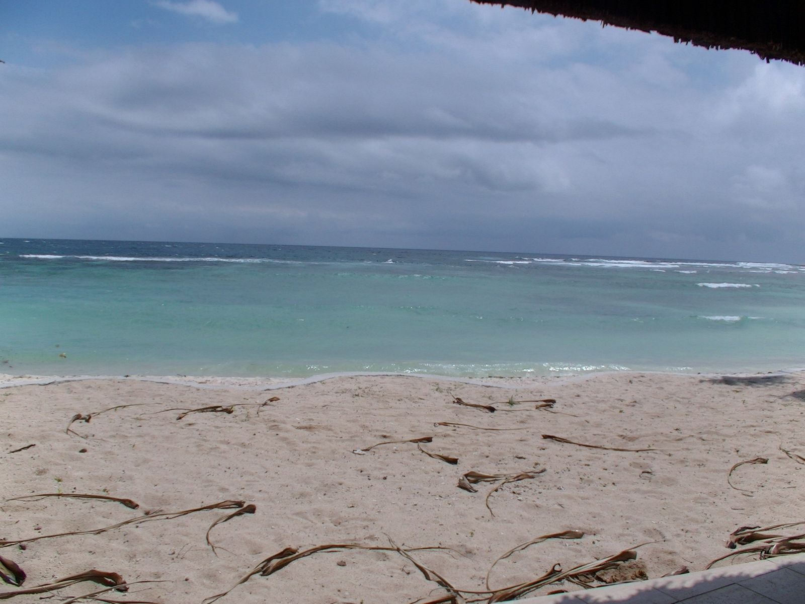 White-sand beach at Pango with turquoise lagoon water and a leaning pandanus tree